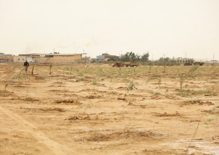 کاشت ۵۰۰۰ نهال بومی توسط نفت و گازمارون