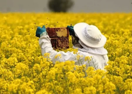 زنبور «تلنموس»؛ ناجی مزارع ذرت و نیشکر خوزستان
