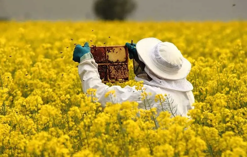 زنبور «تلنموس»؛ ناجی مزارع ذرت و نیشکر خوزستان